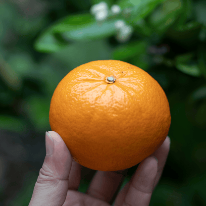 Export Quality Kinnow | Mandarin