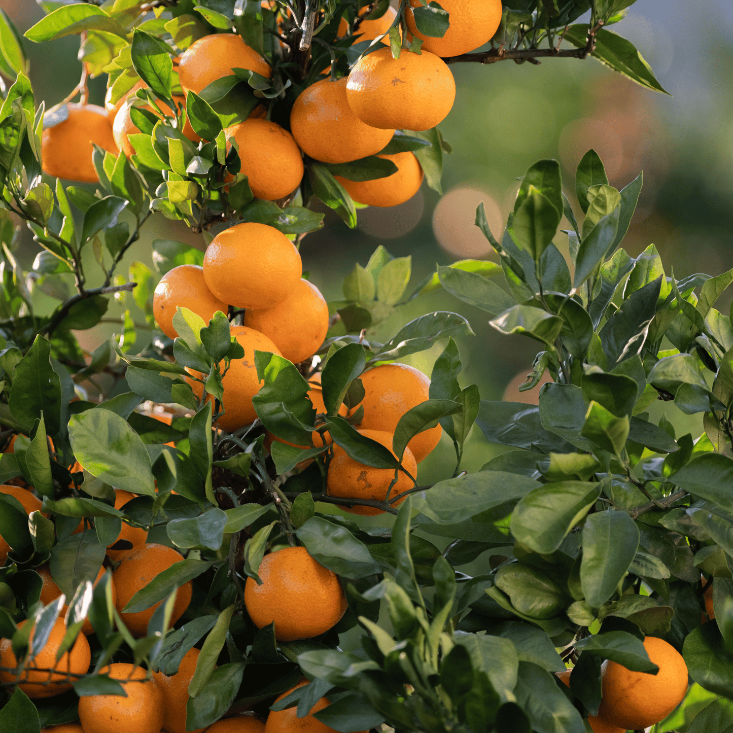 Export Quality Kinnow | Mandarin