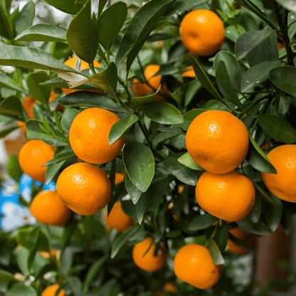 Export Quality Kinnow | Mandarin