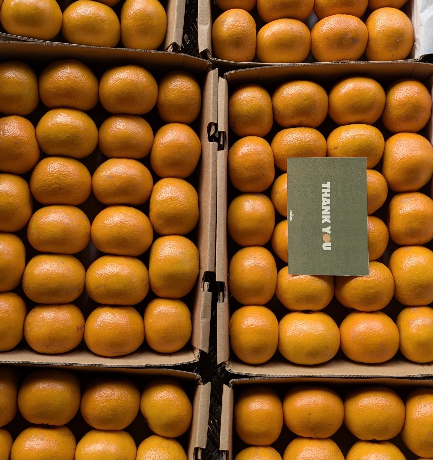 Export Quality Kinnow | Mandarin