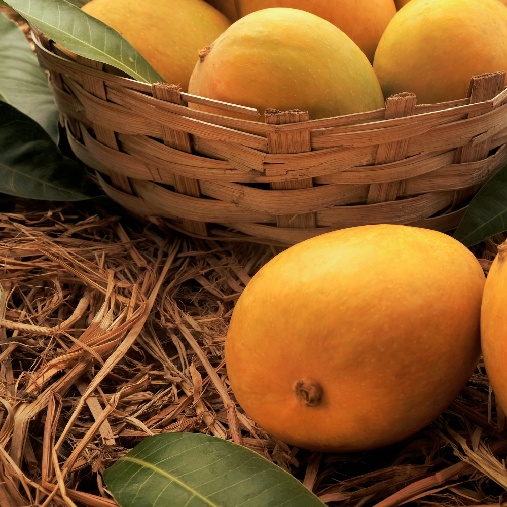 Export Quality Mango | Free Delivery