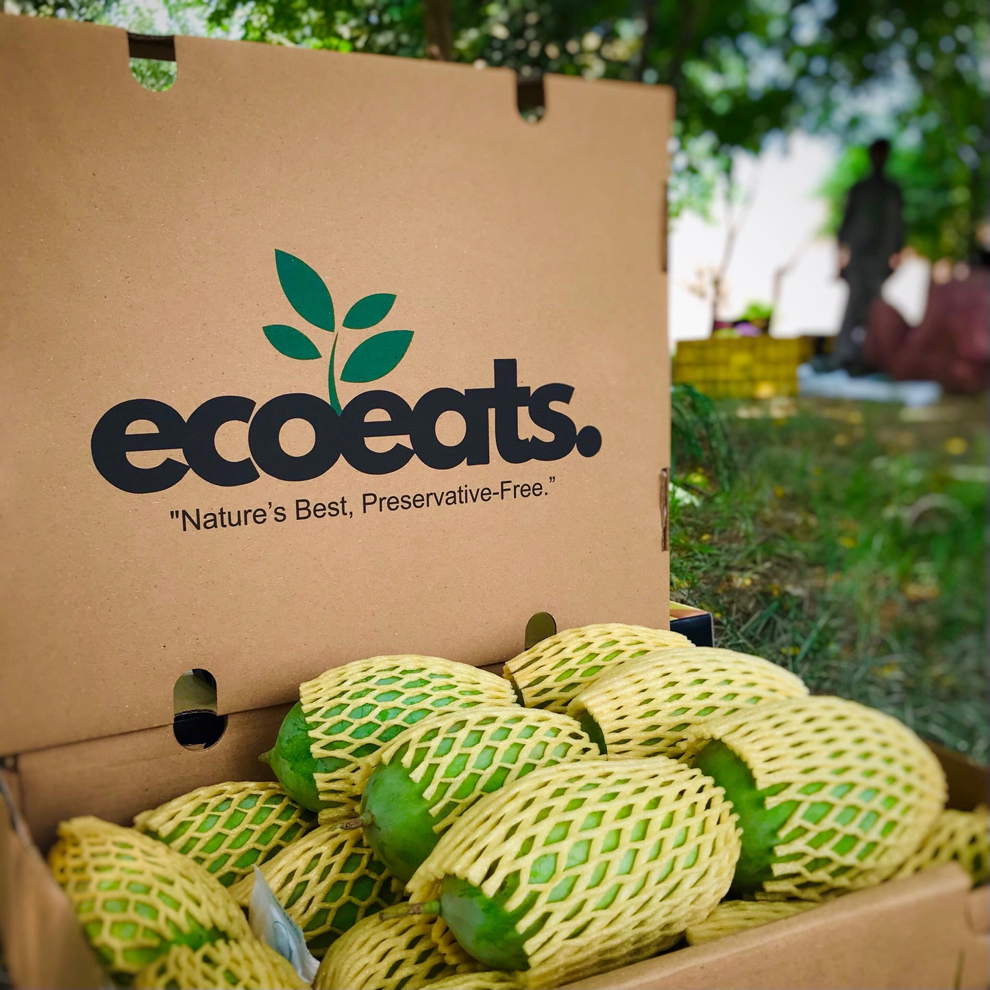 Export Quality Mango | Free Delivery